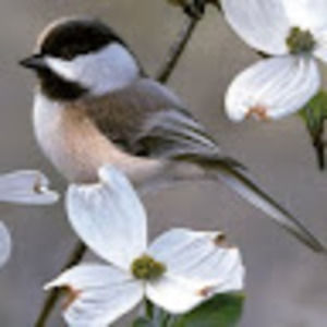 Meet your Posher, Lan